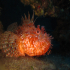 Red Scorpionfish - Scorpaena scrofa - First Watch